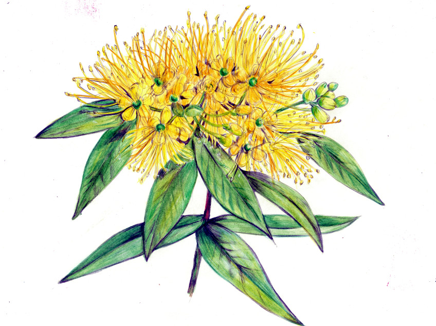 xanthostemon aurantiacus